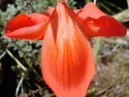 Gladiolus saundersii dorsal tepal from above